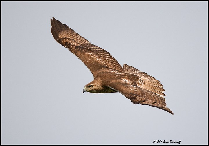 _1SB9210 red-tailed hawk.jpg